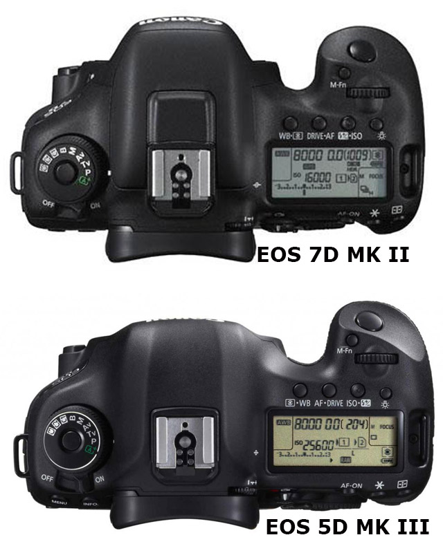 Goed opgeleid Wolf in schaapskleren operator EOS 7D Mark II: the Baby EOS-1D X by Jose Antunes - ProVideo Coalition