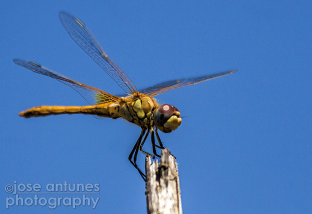 Wide-angles and Dragonflies 12