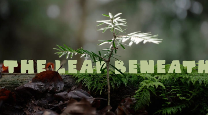 The Leap Beneath: a short film from Laowa you must watch