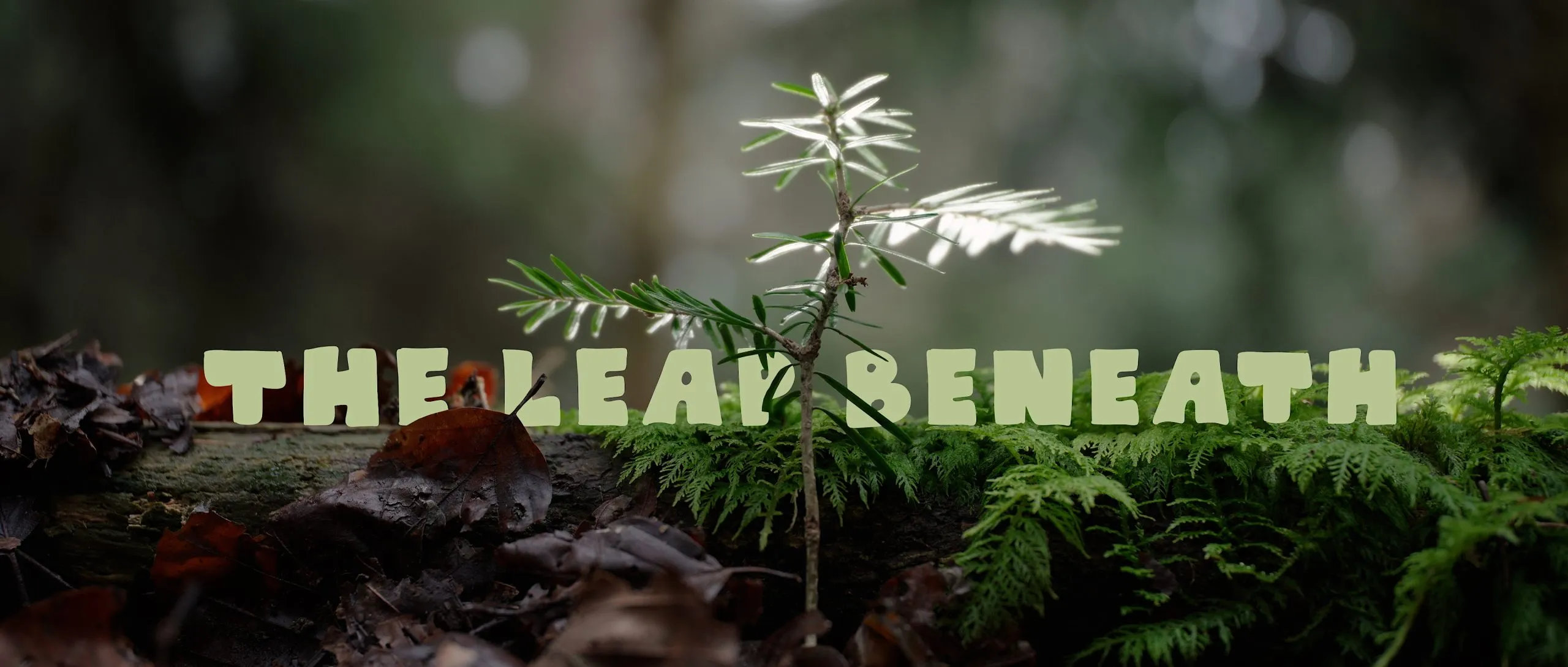 The Leap Beneath: a short film from Laowa you must watch