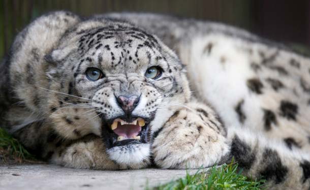 snowleopard_619.jpg